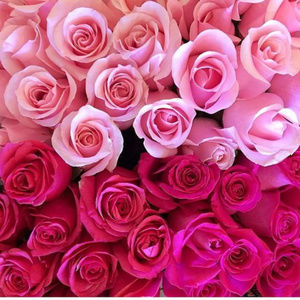 Meet your Posher, dj